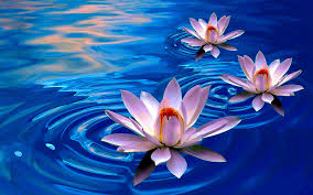 Image result for lotus flower