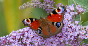 Garden inspiration discover great design ideas and plant selections for your own landscape. Top 12 Small Trees Shrubs To Attract Butterflies Birds My Garden Life