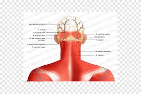 The posterior triangle of the neck is covered by the investing layer of fascia, and the floor is formed by the prevertebral fascia (see fascial layers of the neck). Head And Neck Anatomy Nerve Muscle Occipital Bone Posterior Auricular Vein Angle Hand Png Pngegg