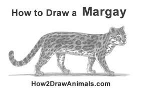 How to draw a rose easy with color pencils time lapse. How To Draw A Margay Video Step By Step Pictures