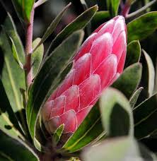 Image result for Protea enervis