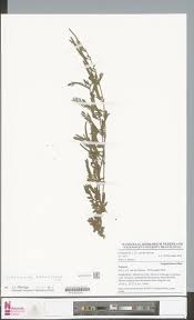 Image result for Agathisanthemum globosum