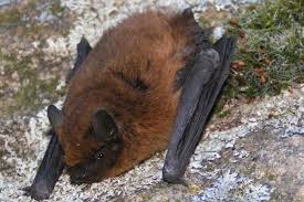 Fledermausfreundliches Haus Nabu Nrw Fledermauskasten Fledermaus Tiere