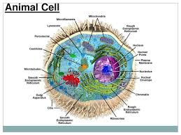 Nat rev mol cell biol. What Is A Cell Where Do You Find Cells Ppt Download