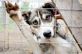 Huskies shed their undercoat, which is short, white, and fluffy. Types Of Huskies Hetta Huskies Dog Sledding Finland Mushing Finland Husky Safari Lapland Scandinavia