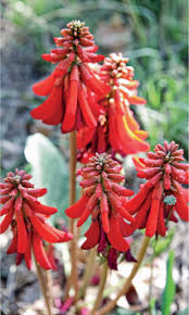 Image result for Macledium zeyheri