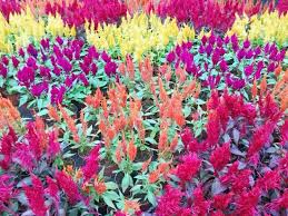 How To Grow Crazy Colorful Celosia Flowers Gardener S Path Flowers Bedding Plants Celosia Flower