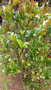 Image result for Aphloia theiformis