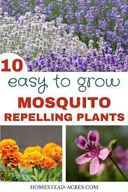10 Plants That Repel Mosquitoes Mosquito Repelling Plants Plants That Repel Bugs Plants