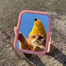 Mirror Mirror Cat Aesthetic Funny Animals Cute Animals