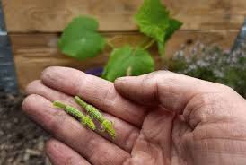5 Tipps Fur Gurken Aus Dem Eigenen Garten Gruneliebe In 2020 Gurkenpflanze Gurke Gemuse Pflanzen