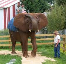 What's the #1 hotel in natural bridge? Natural Bridge Zoo Has All Kinds Of Animals