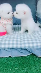 Cute Animal Cute Animal Video Baby Animals Funny Cute Animals Cute Funny Animals