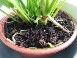 How To Care For Anthurium The Easy Way Flamingo Flower Smart Garden Guide