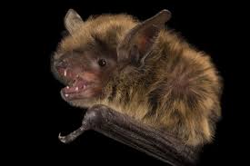 Bird And Pet Clinic Of Roseville Little Brown Bat Myotis Lucifugus At The Wildlife Rehabilitation Center In Roseville Minnesota Wildlife Rehabilitation Bat Wildlife