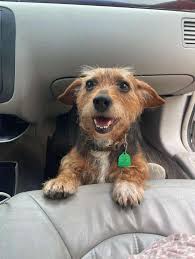 Dog missing in Buffalo, Missouri