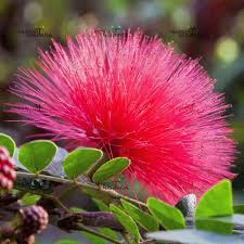 Image result for Calliandra haematocephala