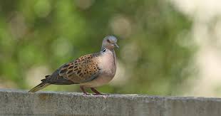 By unknown sunday, november 6, 2016. Welcher Vogel Ist Das W Wie Wissen Ard Das Erste