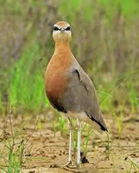 Image result for Grewia hornbyi