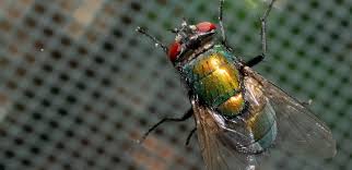 The tiny house movement isn't necessarily about sacrifice. Fly Pest Control Service Essex Suffolk Pest Solutions