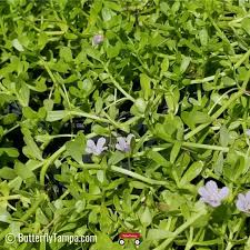 Image result for Hyparrhenia madaropoda