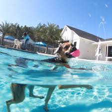 Dog Cat Boarding Day Care And Veterinary Care Pet Paradise