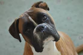 Boxer dog price in sri lanka. Boxer Price