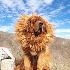 animals expensive dogs tibetan dog tibetan mastiff