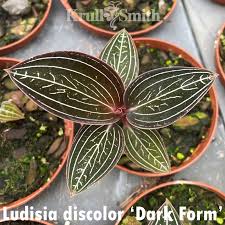 Image result for Lotus discolor