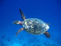 The hawksbill sea turtle (eretmochelys imbricata) is a critically endangered sea turtle belonging to the family cheloniidae. Why Are Hawksbill Turtles Critically Endangered Olive Ridley Project