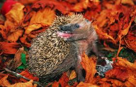 They were also considered pests at the time. For The Love Of Hedgehogs New Zealand Geographic