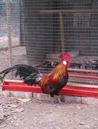 Model reban ayam tertutup i. Warisan Petani Menternak Ayam Hutan