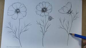 This blog post reveals a collection of botanical illustrations and flower drawings from the annual inktober challenge. How To Draw Cosmos Flowers Step By Step Pencil Sketch Youtube