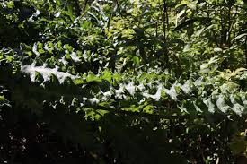 Image result for Acanthus polystachyus