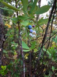 Very few avocados that are not of the mexican type will survive in a winter cold climate such as zone 8 or 9b or lower. Fruit Trees And Berries That Grow Best In Your Area Naturally Temperate Zone 8 Fruit Trees Forum At Permies