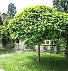 5 superbes petits arbres pour petit jardin arbres pour petit jardin petit arbre arbre de jardin