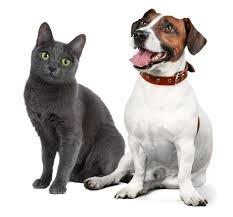 We did not find results for: Jenks Ok 74037 Veterinarian South County Animal Clinic