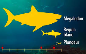 Oui, et très probablement le plus grand requin, qui ait jamais existé. A Quoi Ressemblait Le Megalodon Le Plus Grand Requin Qui Ait Jamais Vecu Et Pourquoi A