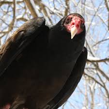 We did not find results for: Raptor Center Lorain County Metro Parks