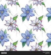 Floral clematis retro vintage background, vector illustration floral clematis collection numbers in vintage color. Wildflower Clematis Image Photo Free Trial Bigstock