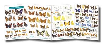 Fsc Fold Out Id Chart Butterflies Of Britain British Butterfly Identification Guide