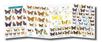 fsc fold out id chart butterflies of britain british butterfly identification guide