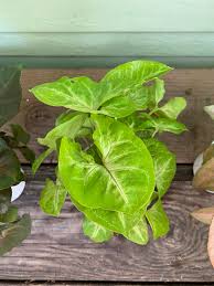 Image result for Agelanthus songeensis