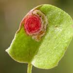 Image result for Enteucha acetosae