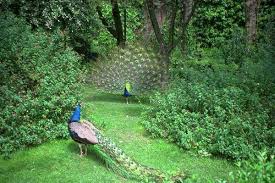 That Kinda Reminds Me Of A Wedding The Guy Waiting For The Women To Walk Down The Isle And When She Does All U Wildlife Sanctuary Wildlife Wildlife Photography