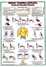 Chest Shoulder Muscles Chart Chest Shoulder Muscles