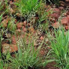 Image result for Eragrostis schweinfurthii