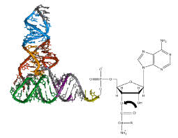 Difference Between Mrna And Trna Structure Function