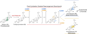 Post-Cyclization Skeletal Rearrangements in Plant Triterpenoid Biosynthesis  by a Pair of Branchpoint Isomerases