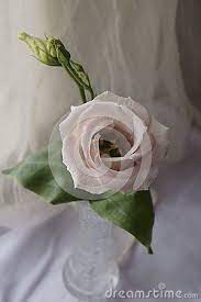 Light Pink Eustoma Flower On A Silk Background Eustoma Grandiflorum Flowers Pink Light Pink